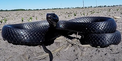 Fort Myers snake