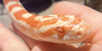 Fort Myers snake