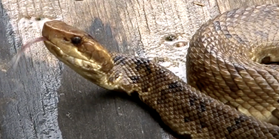 Fort Myers snake