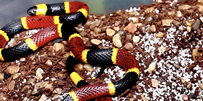 Fort Myers snake