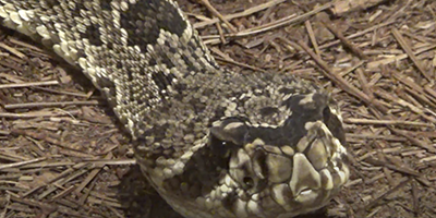 Fort Myers snake